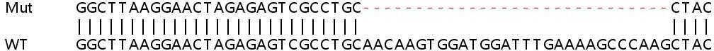 Sanger Sequencing - Human METTL5 (Methyltransferase like 5) knockout HeLa cell lysate (AB258961), expandable thumbnail