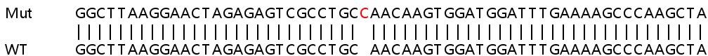 Sanger Sequencing - Human METTL5 (Methyltransferase like 5) knockout HeLa cell lysate (AB258961), expandable thumbnail