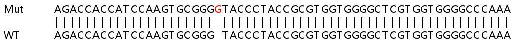 Sanger Sequencing - Human MEX3B knockout HEK-293T cell line (AB267234), expandable thumbnail