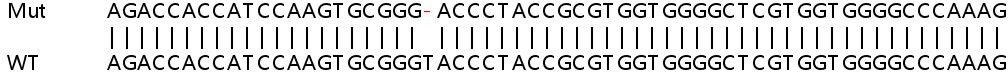 Sanger Sequencing - Human MEX3B knockout HEK-293T cell line (AB267234), expandable thumbnail