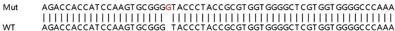 Sanger Sequencing - Human MEX3B knockout HEK-293T cell lysate (AB258513)