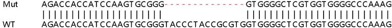 Sanger Sequencing - Human MEX3B knockout HEK-293T cell lysate (AB258513)