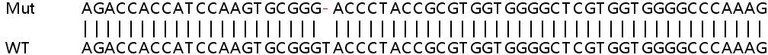 Sanger Sequencing - Human MEX3B knockout HEK-293T cell lysate (AB258513)