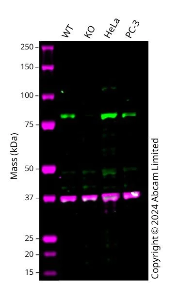 Western blot - Human MFN2 (Mitofusin 2) knockout HEK-293 cell line (AB260861)