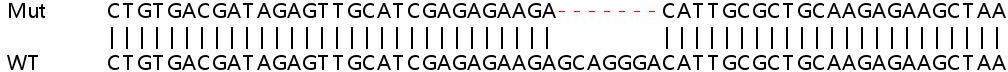 Sanger Sequencing - Human MFN2 (Mitofusin 2) knockout HEK-293T cell line (AB267233), expandable thumbnail