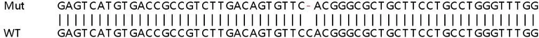 Sanger Sequencing - Human MFSD1 knockout HeLa cell line (AB265330)