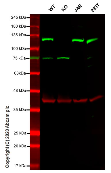 Western blot - Human MGEA5 (OGA) knockout HeLa cell line (AB265821), expandable thumbnail
