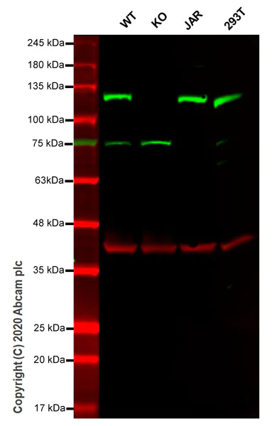 Western blot - Human MGEA5 (OGA) knockout HeLa cell line (AB265821)