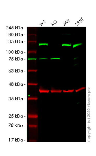 Western blot - Human MGEA5 (OGA) knockout HeLa cell lysate (AB257263)