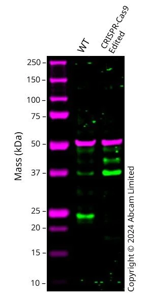 Western blot - Human MGMT knockout HCT116 cell line (AB286541)