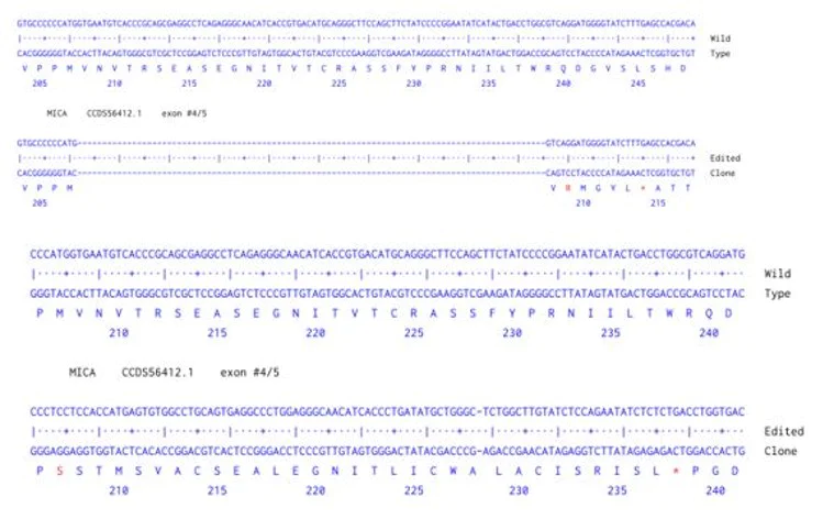 Next Generation Sequencing - Human MICA knockout A549 cell line (AB288893)