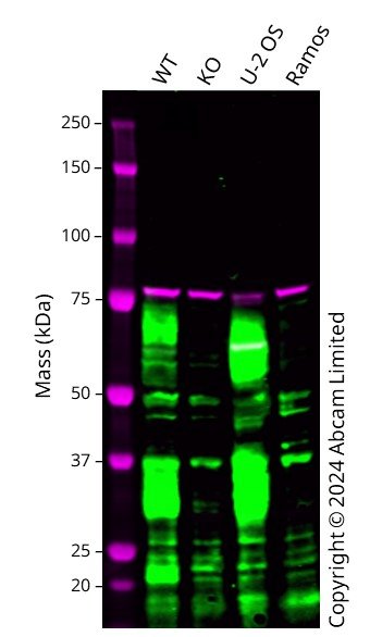 Western blot - Human MICA knockout A549 cell line (AB288893), expandable thumbnail