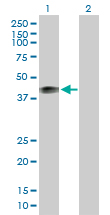 Western blot - Anti-Human Milk Fat Globule 1 antibody (AB168733)