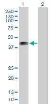Western blot - Anti-Human Milk Fat Globule 1 antibody (AB168733)