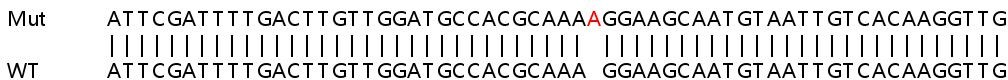 Sanger Sequencing - Human MIOS knockout HeLa cell line (AB265880)