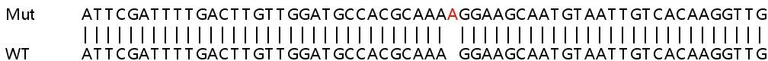 Sanger Sequencing - Human MIOS knockout HeLa cell lysate (AB258515)