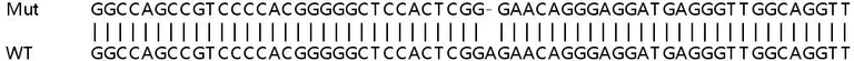Sanger Sequencing - Human MISP (C19orf21) knockout HeLa cell line (AB265302)