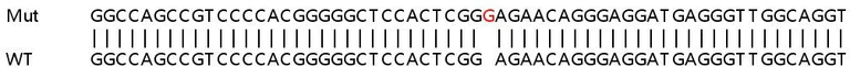 Sanger Sequencing - Human MISP (C19orf21) knockout HeLa cell line (AB265302)