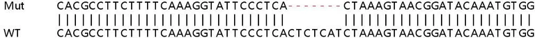 Sanger Sequencing - Human MKI67 (Ki67) knockout HeLa cell line (AB255407)