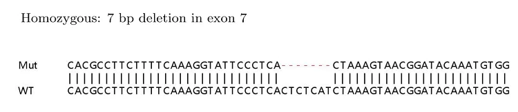 Sanger Sequencing - Human MKI67 (Ki67) knockout HeLa cell lysate (AB263762)