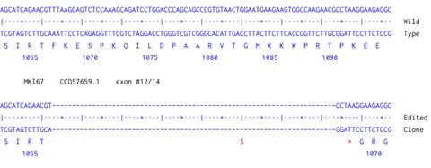 Next Generation Sequencing - Human MKI67 knockout HCT116 cell line (AB289090)