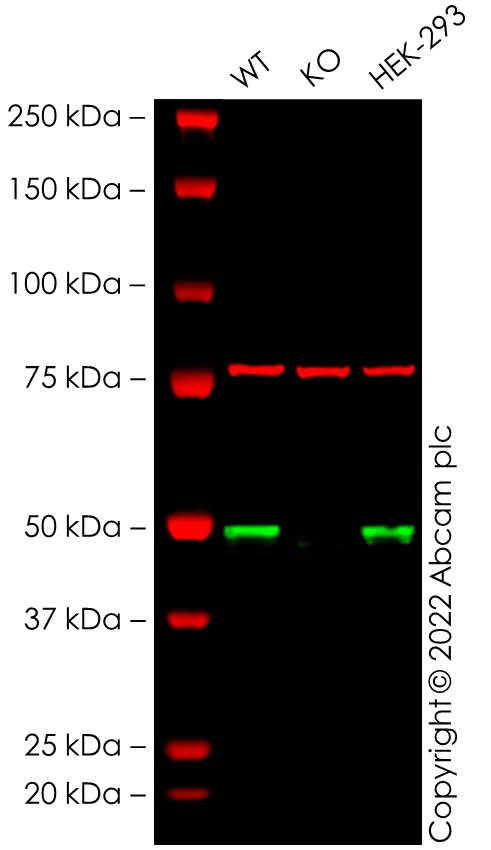 Western blot - Human MKNK1 (MNK1) knockout HeLa cell line (AB264758)