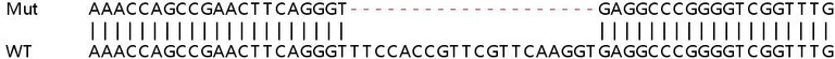 Sanger Sequencing - Human MKNK2 (MNK2) knockout HEK-293T cell lysate (AB258517)