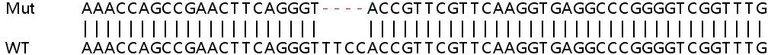 Sanger Sequencing - Human MKNK2 (MNK2) knockout HEK-293T cell lysate (AB258517)