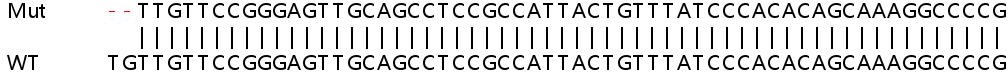 Sanger Sequencing - Human MKRN1 knockout HEK-293T cell line (AB266443)