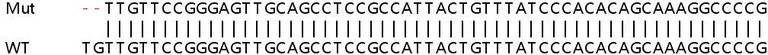 Sanger Sequencing - Human MKRN1 knockout HEK-293T cell line (AB266443)