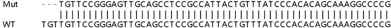 Sanger Sequencing - Human MKRN1 knockout HEK-293T cell line (AB266443)