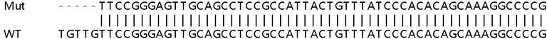 Sanger Sequencing - Human MKRN1 knockout HEK-293T cell line (AB266443)