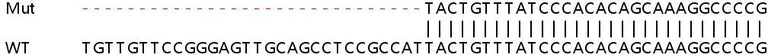 Sanger Sequencing - Human MKRN1 knockout HEK-293T cell line (AB266443)