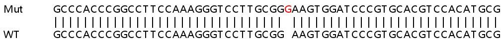 Sanger Sequencing - Human MLEC (Malectin) knockout HeLa cell line (AB265662)