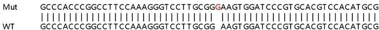 Sanger Sequencing - Human MLEC (Malectin) knockout HeLa cell lysate (AB263253)