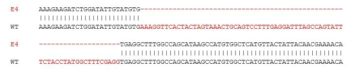 Sanger Sequencing - Human MLH1 knockout A549 cell line (AB276105)