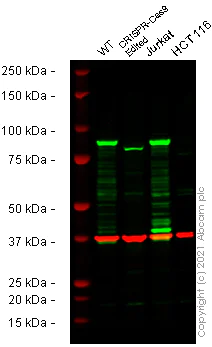 Western blot - Human MLH1 knockout A549 cell line (AB276105)