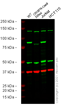 Human MLH1 knockout A549 cell line
