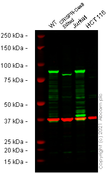 Human MLH1 knockout A549 cell lysate