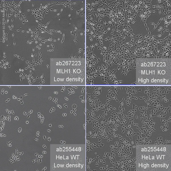 Cell Culture - Human MLH1 knockout HeLa cell line (AB267223)