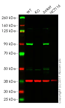 Western blot - Human MLH1 knockout HeLa cell lysate (AB257172)