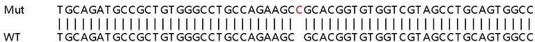 Sanger Sequencing - Human MLST8 (G protein beta subunit like/GBL) knockout HCT116 cell line (AB266868)