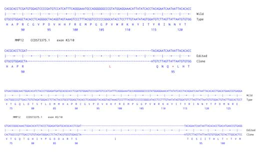 Next Generation Sequencing - Human MMP12 knockout HCT116 cell line (AB287619)