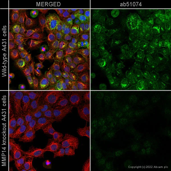 Immunocytochemistry/ Immunofluorescence - Human MMP14 knockout A-431 cell line (AB261890), expandable thumbnail