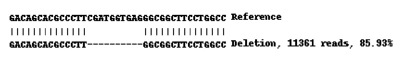 Next Generation Sequencing - Human MMP14 knockout A-431 cell line (AB261890), expandable thumbnail