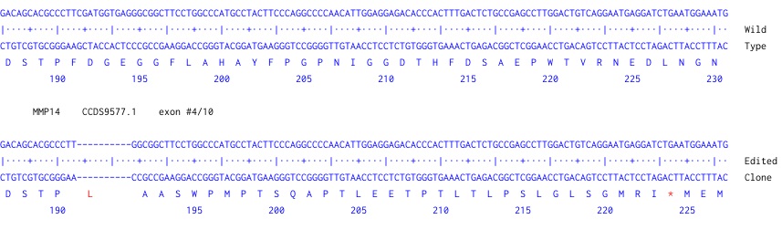 Next Generation Sequencing - Human MMP14 knockout A-431 cell line (AB261890), expandable thumbnail