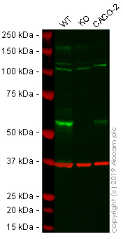 Western blot - Human MMP14 knockout A-431 cell line (AB261890), expandable thumbnail