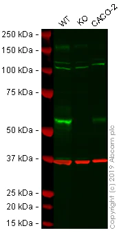 Western blot - Human MMP14 knockout A-431 cell line (AB261890)
