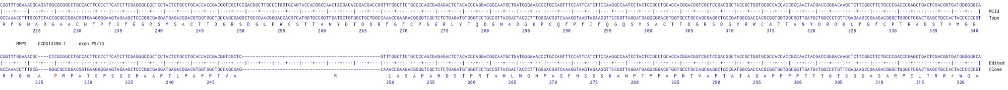 Human MMP9 knockout U-87 MG cell line