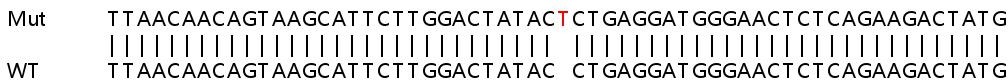 Human MMRN1 (ECM) knockout HeLa cell lysate